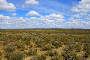 Picture: Karoo landscape courtesy Martin Heigan/Flickr
